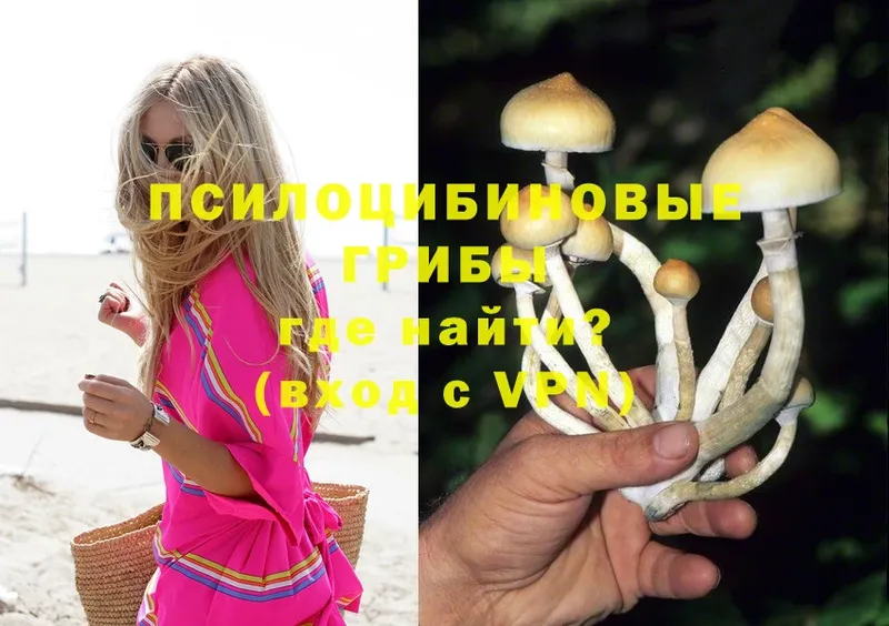 Галлюциногенные грибы Psilocybine cubensis  Азов 